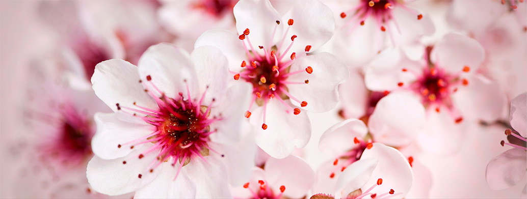 PearlPerfume-flowers-web-banner